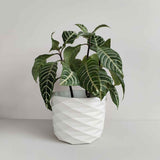 Matera de mesa Carlota Blanco 19x15cm de Cemento Circular de 4.3 Litros - Jardineria | Bylmo