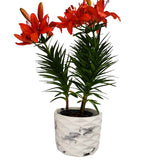 Matera de mesa Carlota Mármol Negro 19x15cm de Cemento Circular de 4.3 Litros - Jardineria | Bylmo