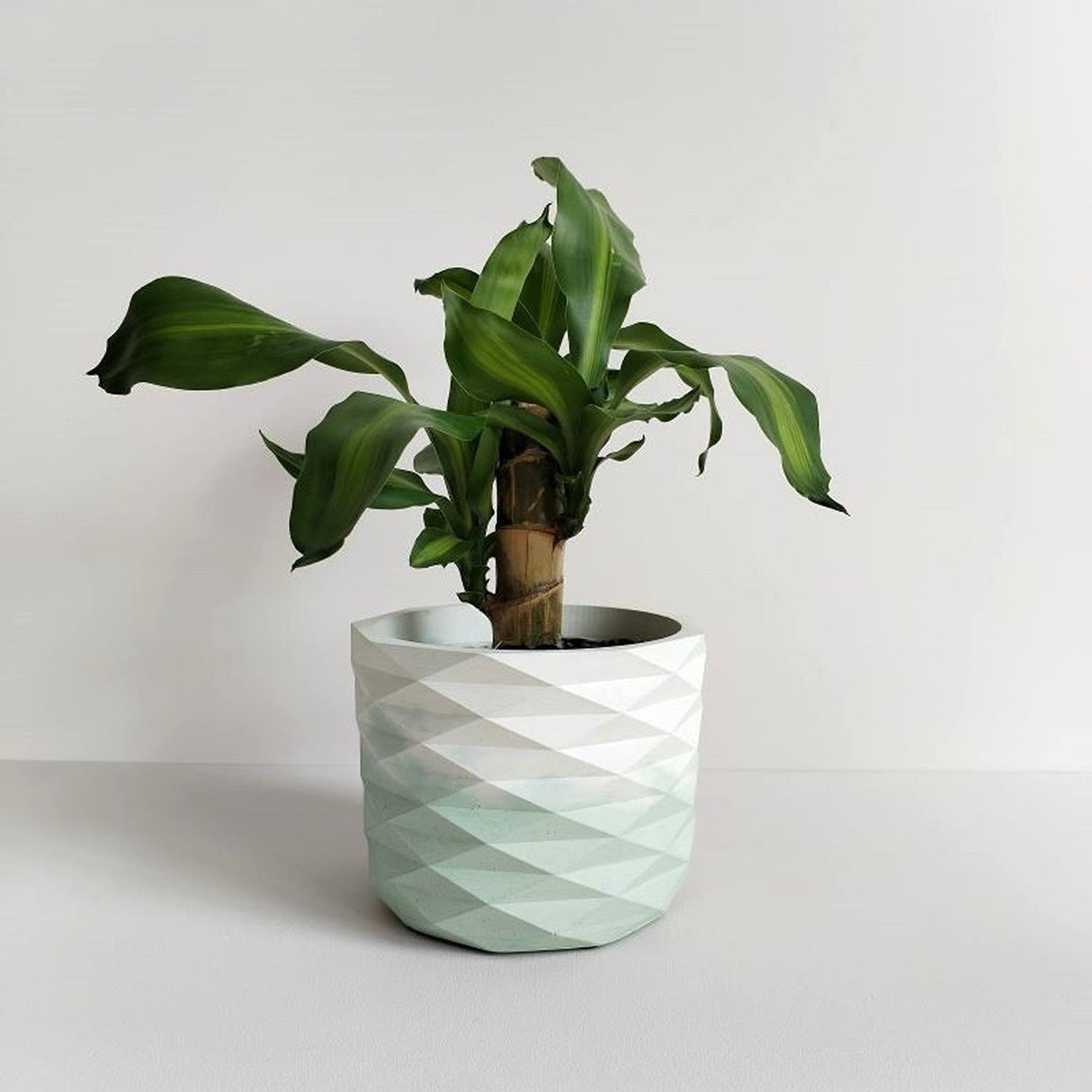 Matera de mesa Carlota Petty Blanco y Verde Menta 15x12.5cm de Cemento Circular de 2.2 Litros - Jardineria | Bylmo