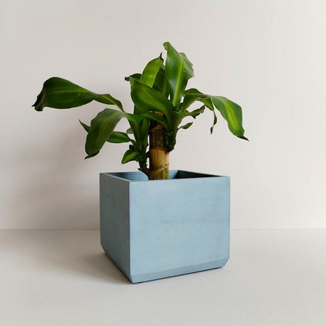 Matera de mesa Eloisa Azul Petróleo 15x15cm de Cemento Cuadrado de 3.4 Litros - Jardineria | Bylmo