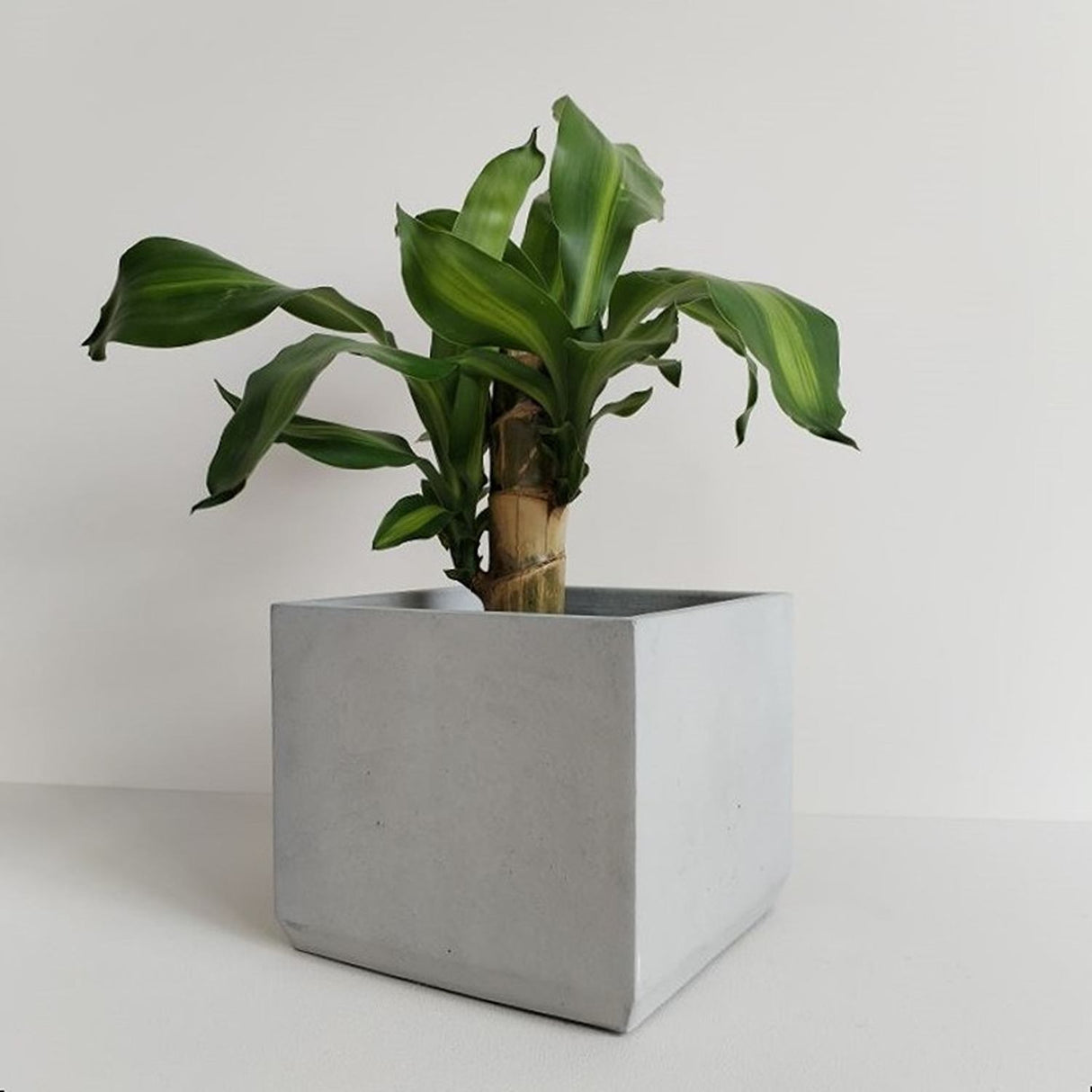 Matera de mesa Eloisa Gris 15x15cm de Cemento Cuadrado de 3.4 Litros - Jardineria | Bylmo
