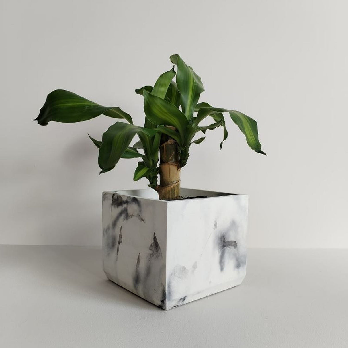 Matera de mesa Eloisa Mármol Negro 15x15cm de Cemento Cuadrado de 3.4 Litros - Jardineria | Bylmo