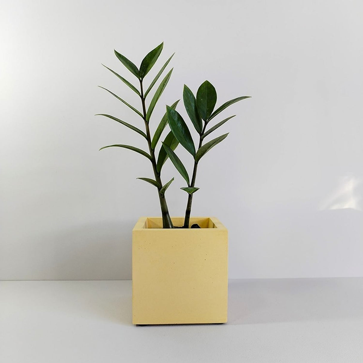 Matera de mesa Eloisa Petty Amarillo 12x12cm de Cemento Cuadrado de 1.7 Litros - Jardineria | Bylmo