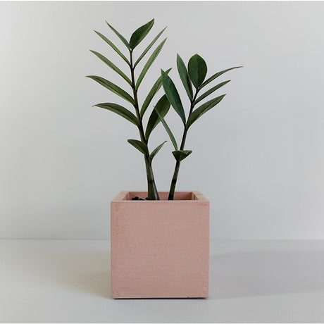 Matera de mesa Eloisa Petty Palo de Rosa 12x12cm de Cemento Cuadrado de 1.7 Litros - Jardineria | Bylmo