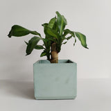 Matera de mesa Eloisa Verde Oliva 15x15cm de Cemento Cuadrado de 3.4 Litros - Jardineria | Bylmo